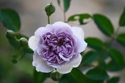 Close-up of pink rose flower