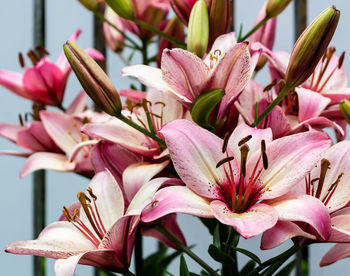 Close-up of pink lilies