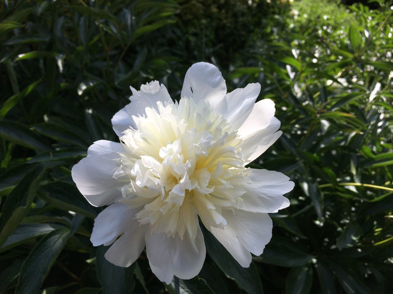 white color, flower, petal, nature, growth, beauty in nature, close-up, flower head, no people, plant, day, freshness, fragility, leaf, outdoors, blooming