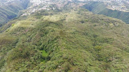 High angle view of trees in forest