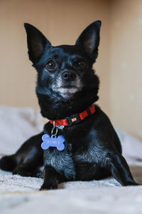 pet