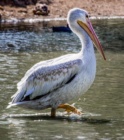 Close-up of pelican on lake