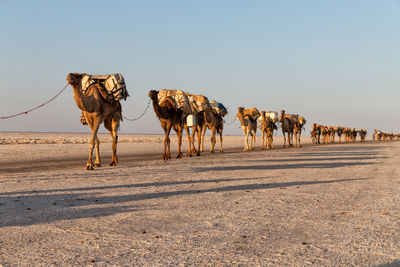 Camels walking at desert against clear sky during sunset