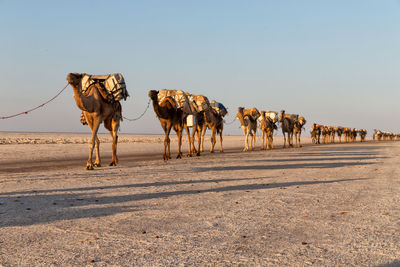 View of camels in desert