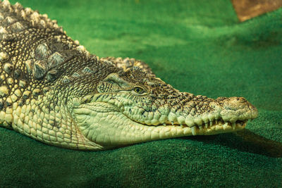 Crocodile in saint petersburg oceanarium, russia