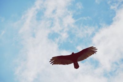 Low angle view of bird flying against sky