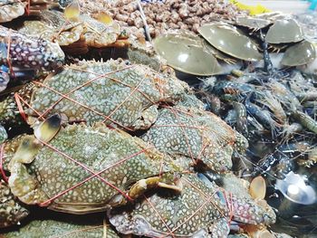 High angle view of shells in plate