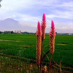 Purple flowering plants on field against sky