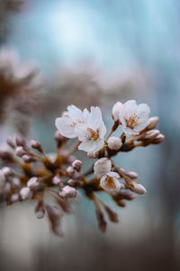 Close-up of white cherry blossom tree