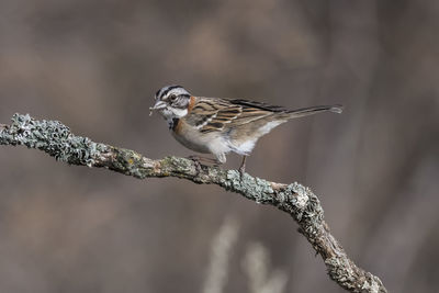 Close-up of bird perching on branch