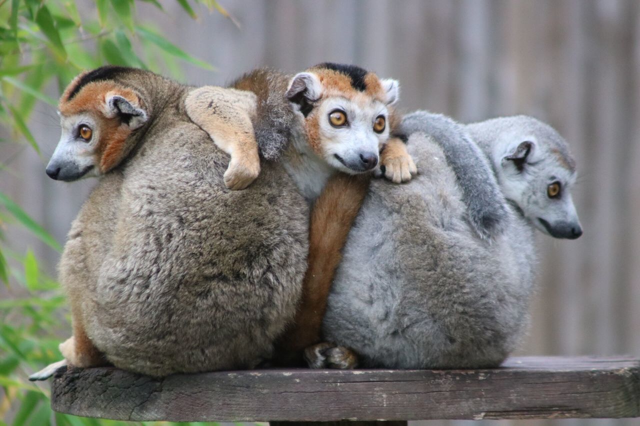 animal themes, animals in the wild, mammal, two animals, no people, focus on foreground, animal wildlife, day, outdoors, sitting, nature, close-up, togetherness, looking at camera, lemur, domestic animals