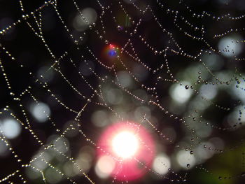 Close-up of water drops on spider web