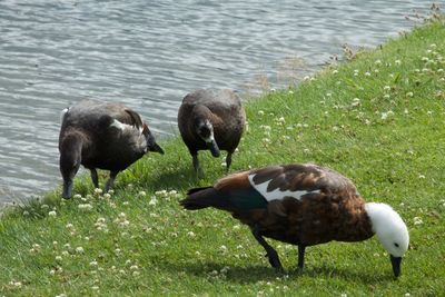 View of grassy field