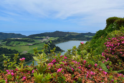 Scenic view of pink flowering plants against sky