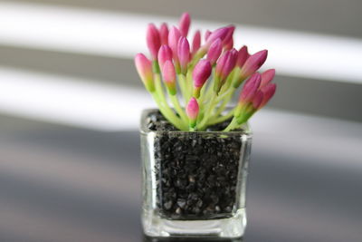 Close-up of pink flower on table