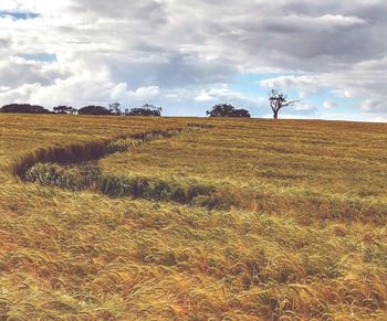 Scenic view of wheat field against sky