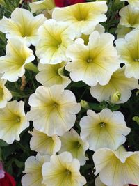 Close-up of flowers blooming outdoors