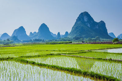 Scenic view of agricultural field against clear sky