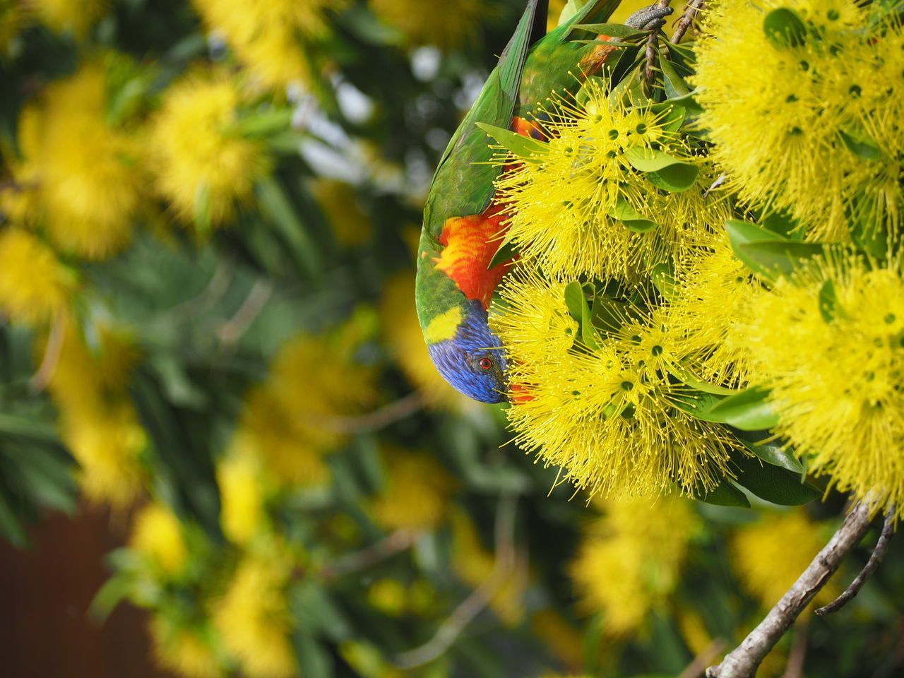 CLOSE-UP OF YELLOW BUTTERFLY ON FLOWER