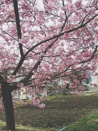 Pink cherry blossoms in spring