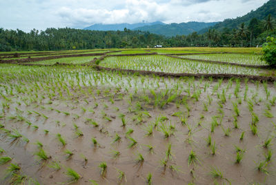 Scenic view of field against sky