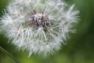 Close-up of dandelion