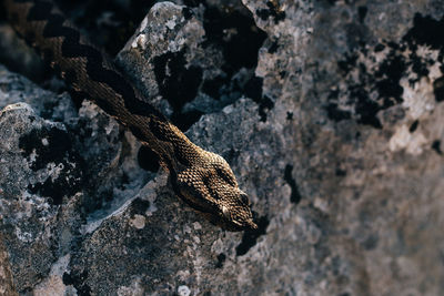 Close-up of lizard on rock