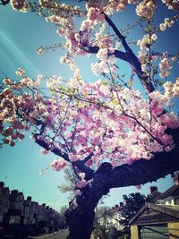 Low angle view of cherry blossoms in spring