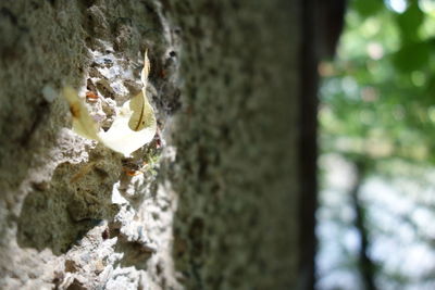 Close-up of insect on tree trunk