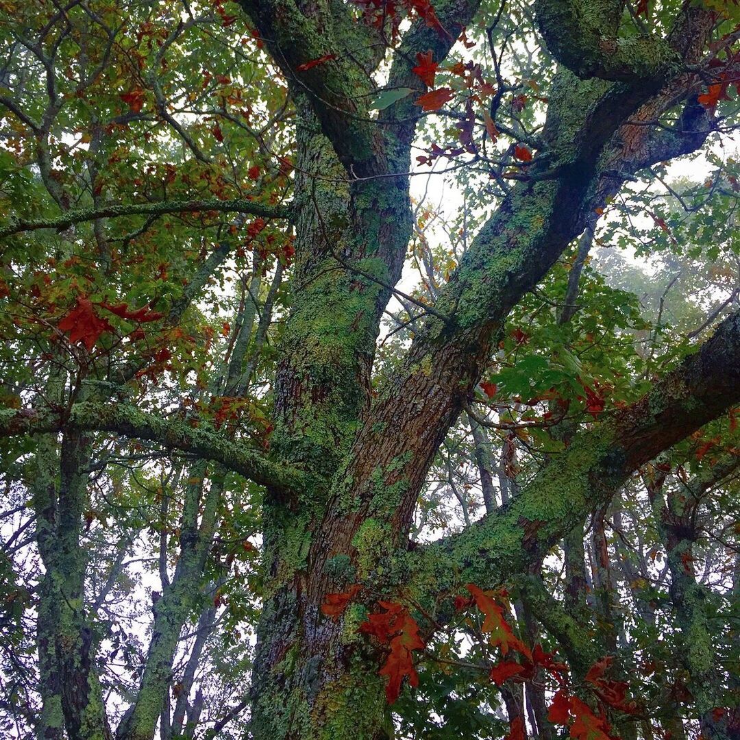 LOW ANGLE VIEW OF FRESH FLOWER TREES