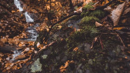 Close-up of moss growing on rock