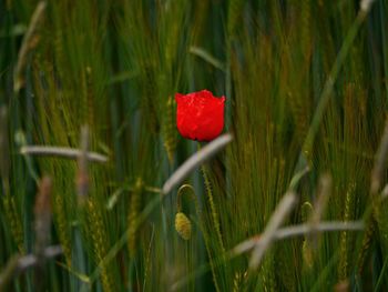 Close-up of red poppy in field