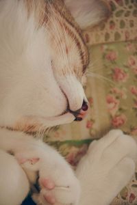 Close-up of cat sleeping