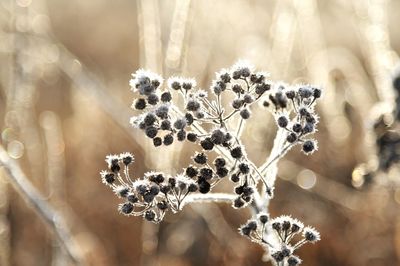 Close-up of wilted plant during winter