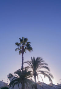 Low angle view of palm trees against clear blue sky