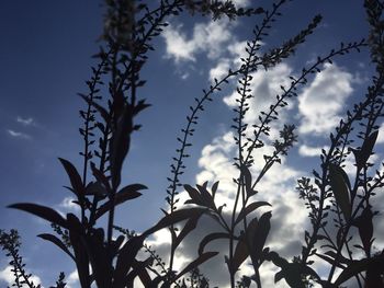 Low angle view of silhouette plants against sky
