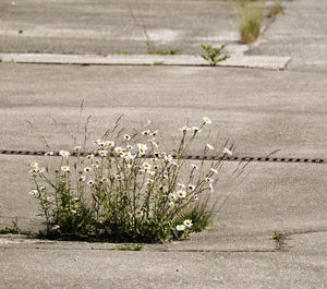 grass