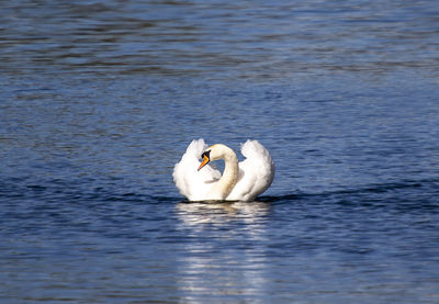A graceful mute swan - cygnus olor