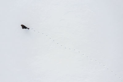 View of birds on snow covered land