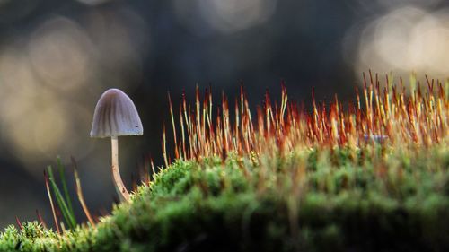 Close-up of mushroom growing on field