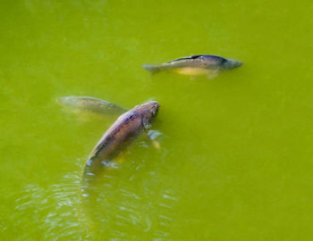 High angle view of turtle swimming in sea