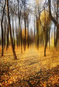 Trees growing in forest during autumn