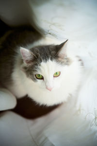 Portrait of a cat beside curtain 