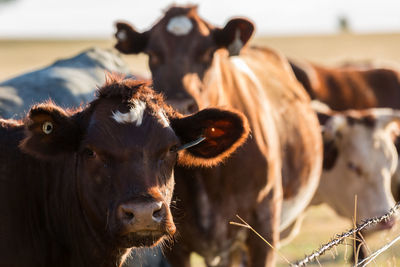 Cows standing by fence on grassy field