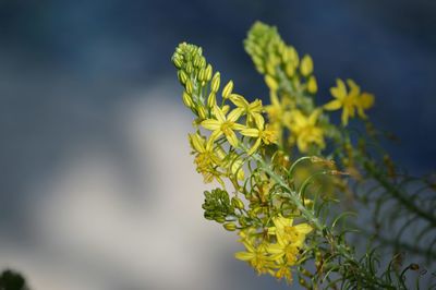 Close-up of flower against blurred background