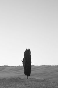 Tree on field against clear sky