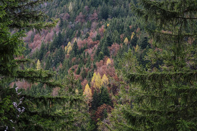 High angle view of pine trees in forest