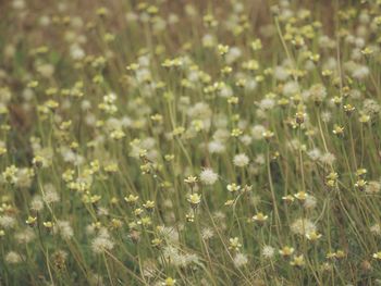 Close-up of wildflowers growing in field