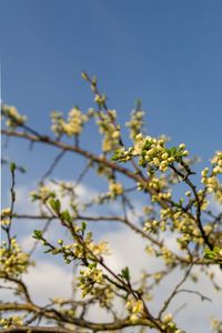 Low angle view of flowering plant against sky