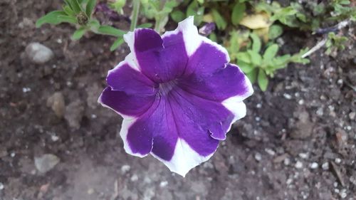 High angle view of purple iris blooming outdoors